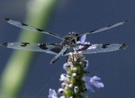 Banded Pennant